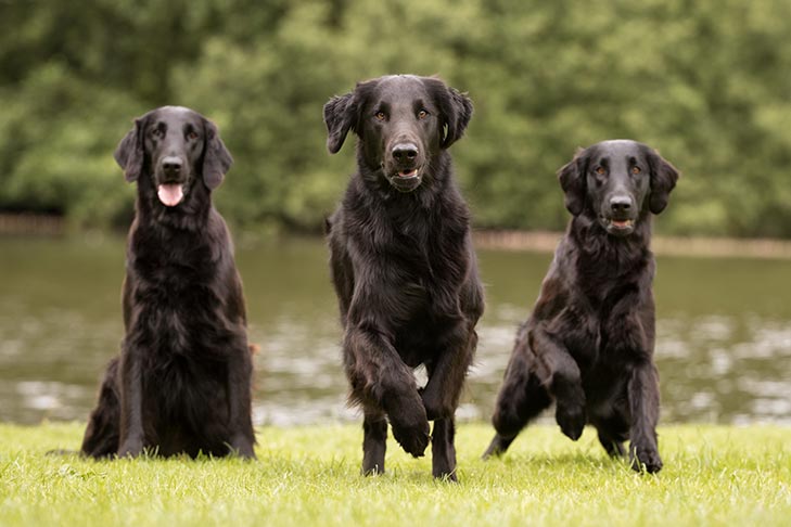 Flat-Coated Retriever