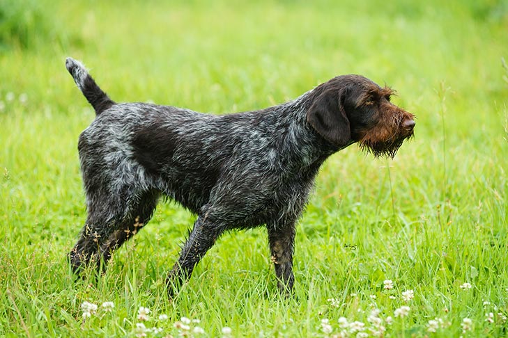 German Wirehaired Pointer 1