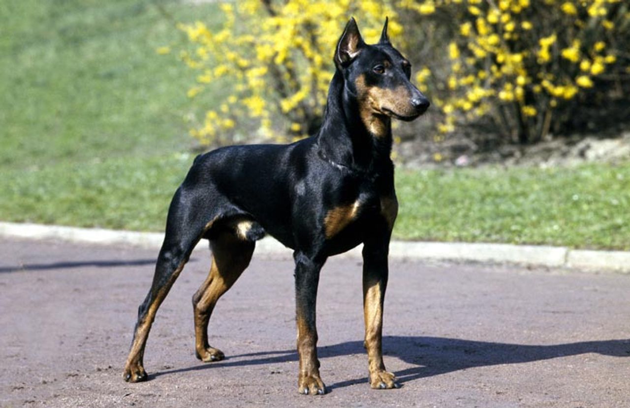 German Pinscher 1