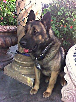 German Shepherd 1