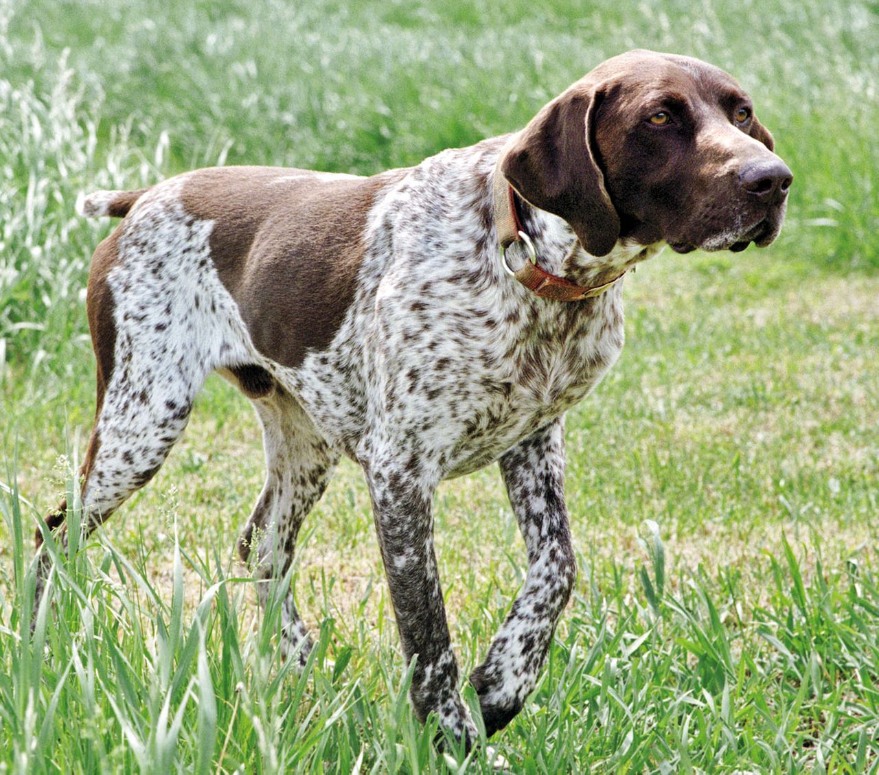 German Shorthaired Pointer 1