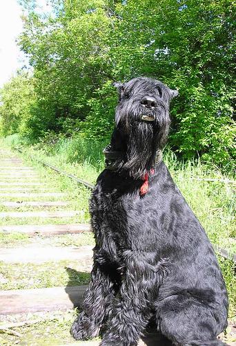 Giant Schnauzer