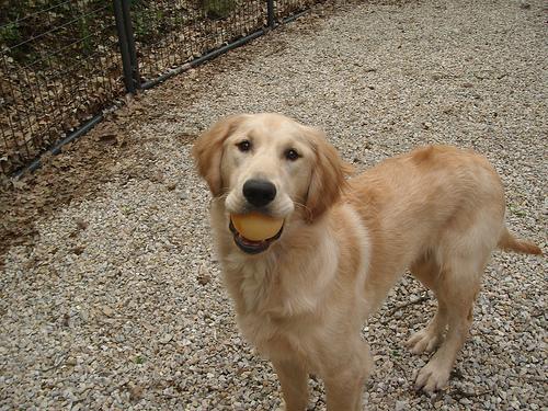 Golden Retriever 1