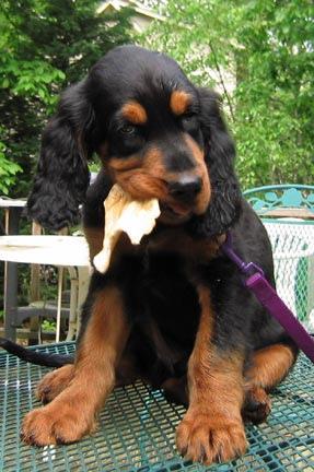 Gordon Setter 1