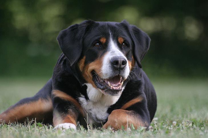 Greater Swiss Mountain Dog 1