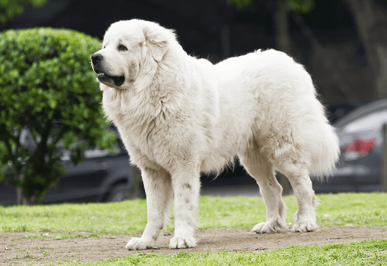 Great Pyrenees 1