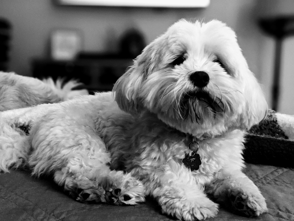 Havanese