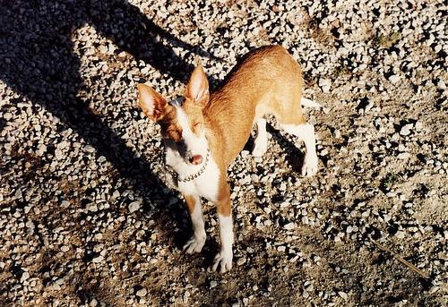 Ibizan Hound