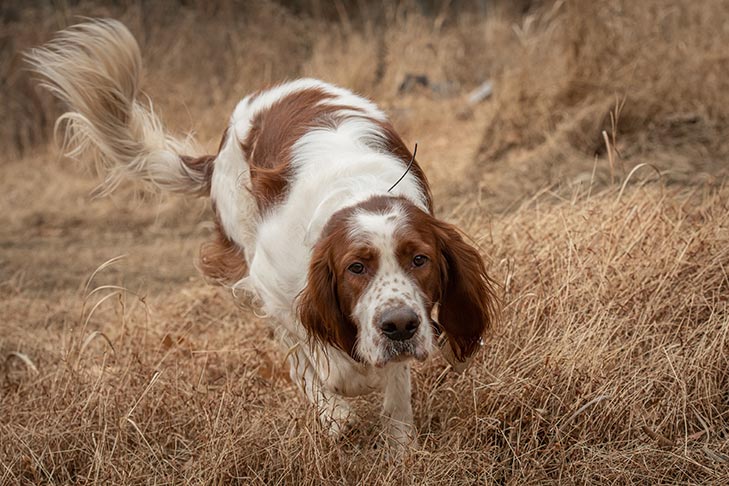 Irish Red and White Setter