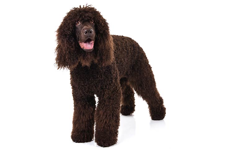 Irish Water Spaniel 1