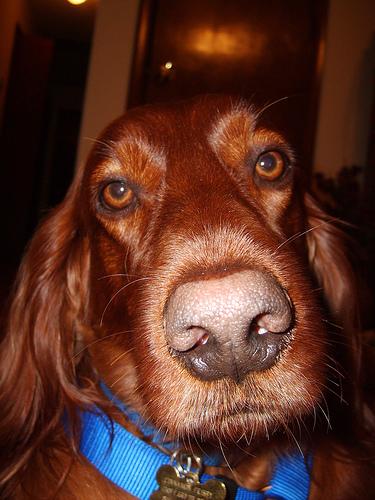 Irish Setter 1