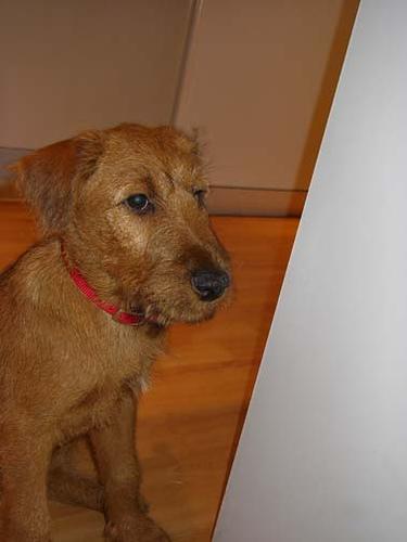 Irish Terrier