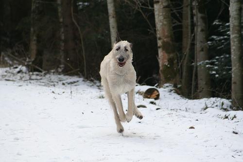 Irish Wolfhound 1