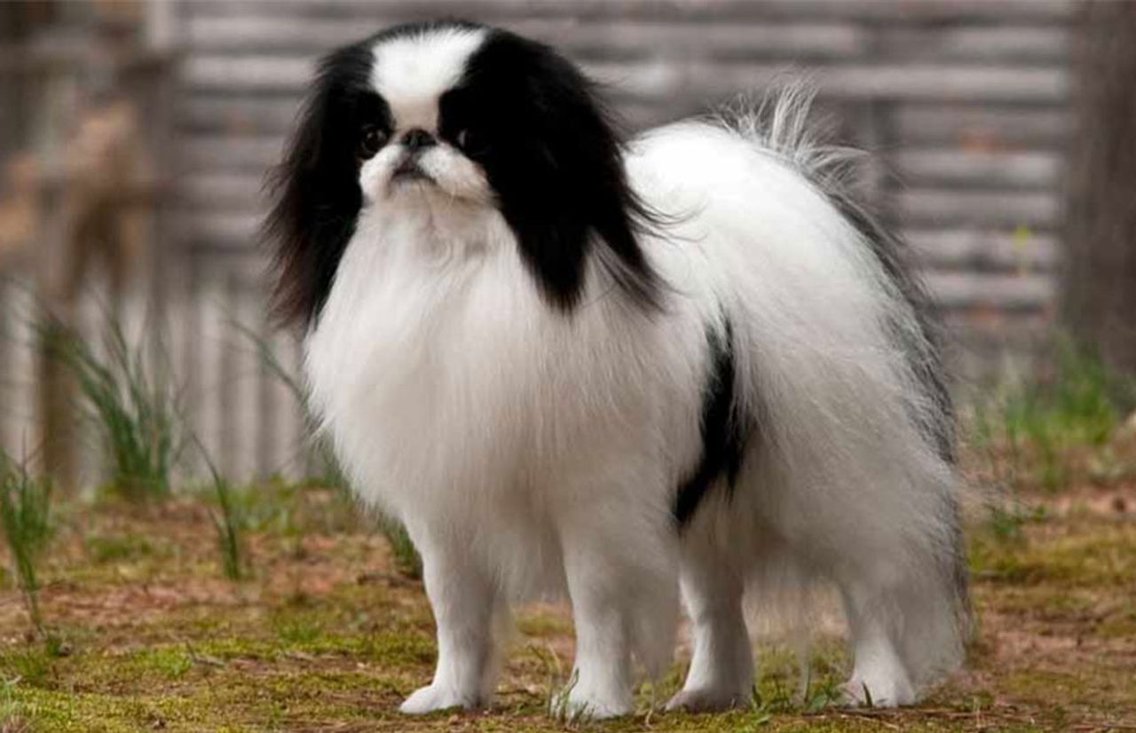 Japanese Chin 1