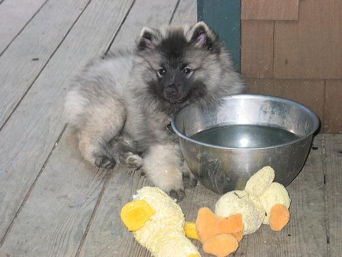 Keeshond