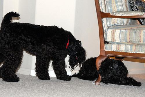 Kerry Blue Terrier