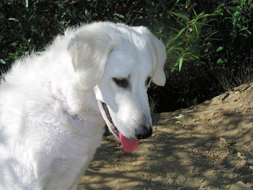 Kuvasz