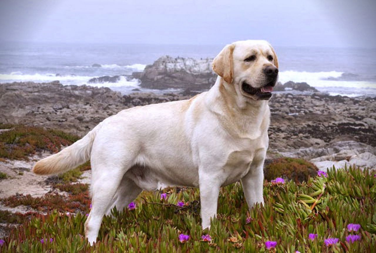 Labrador Retriever 1