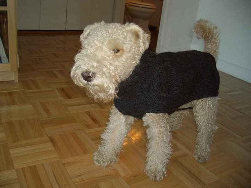 Lakeland Terrier