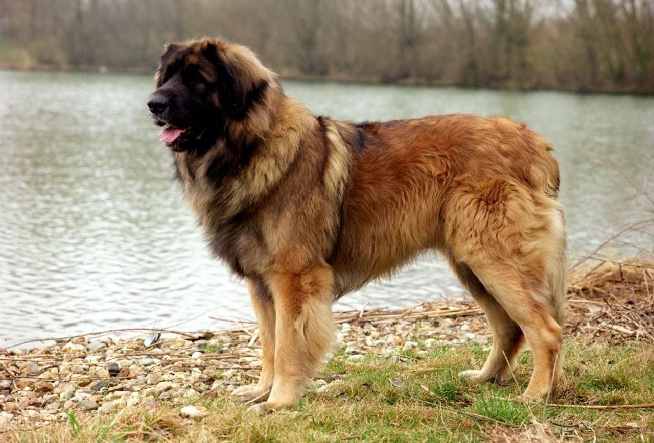 Leonberger 1