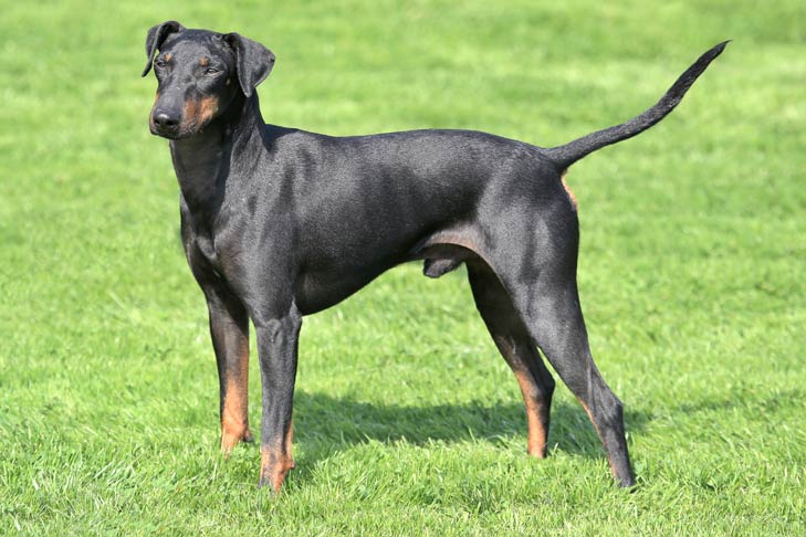 Manchester Terrier