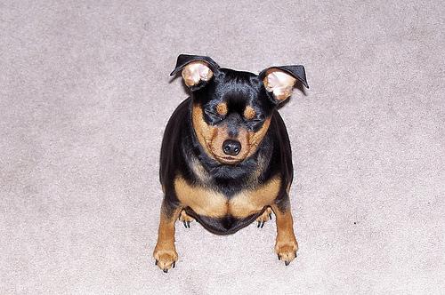 Miniature Pinscher 1