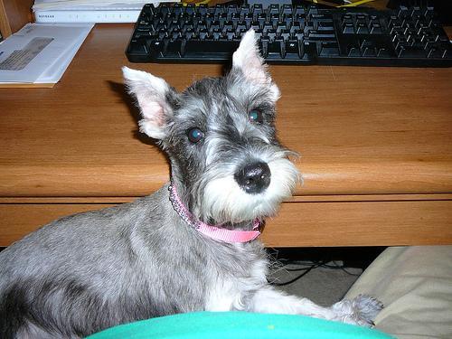 Miniature Schnauzer