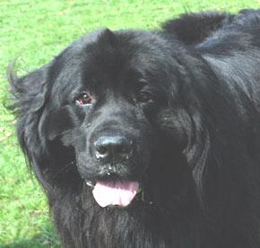 Newfoundland 1