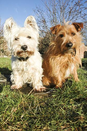 Norfolk Terrier