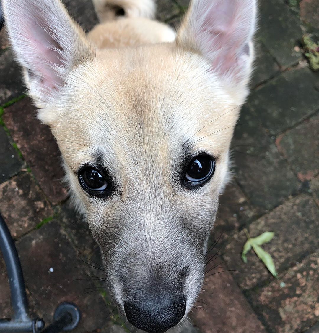 Norwegian Buhund