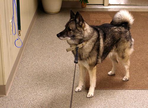 Norwegian Elkhound 1