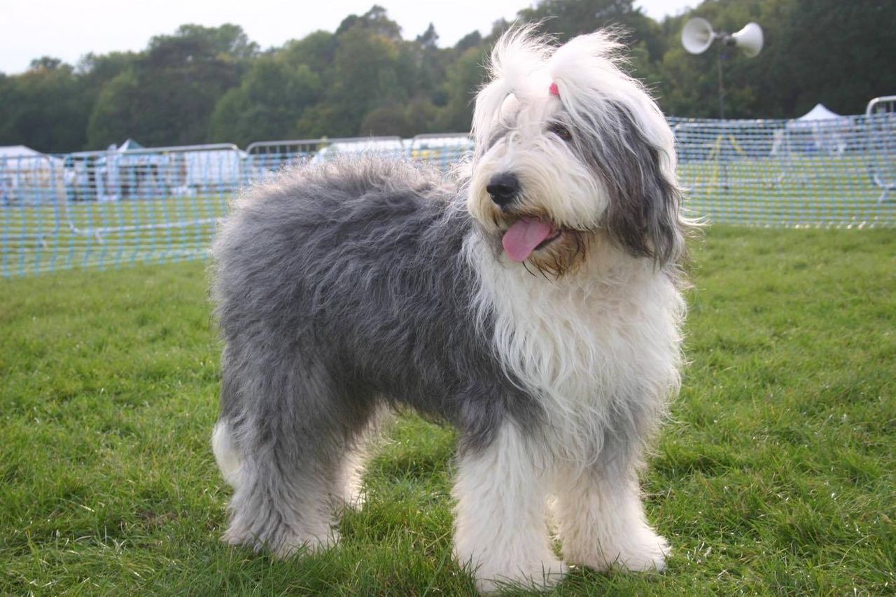 Old English Sheepdog 1