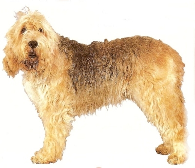 Otterhound