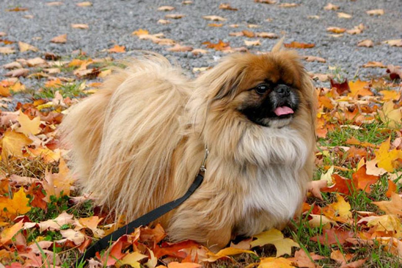 Pekingese 1