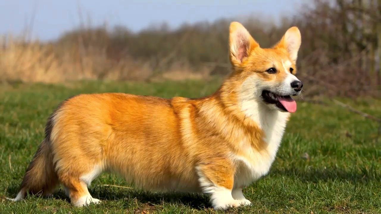 Pembroke Welsh Corgi 1