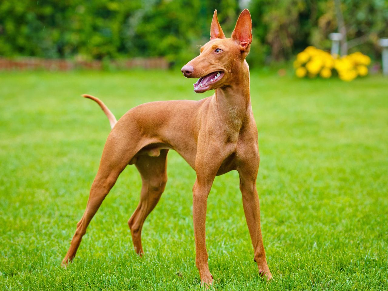 Pharaoh Hound 1