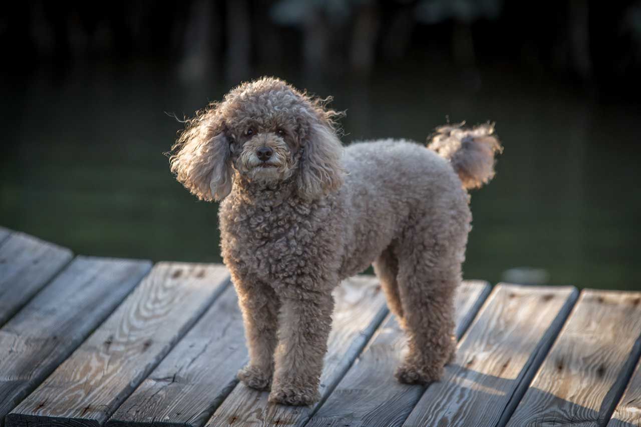 Poodle (Miniature) 1