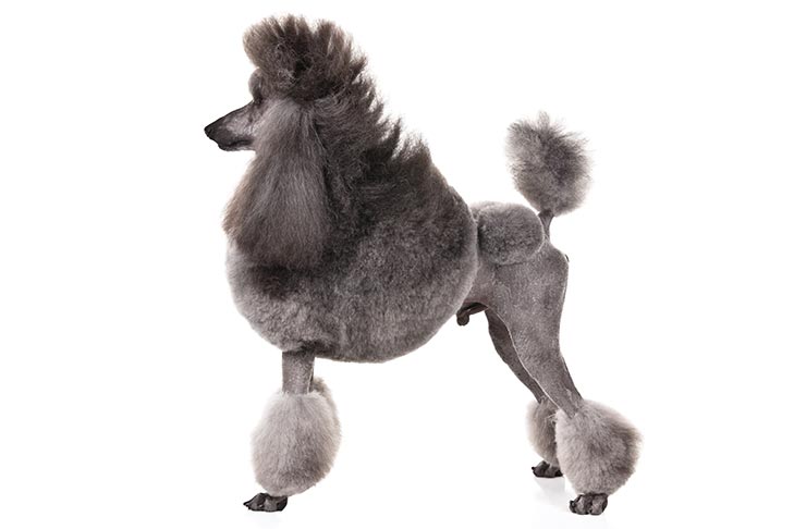 Poodle (Standard)