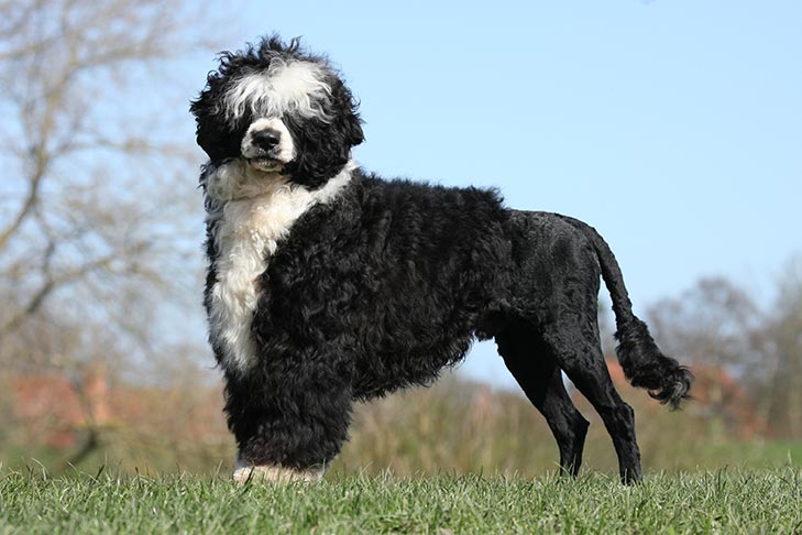 Portuguese Water Dog 1