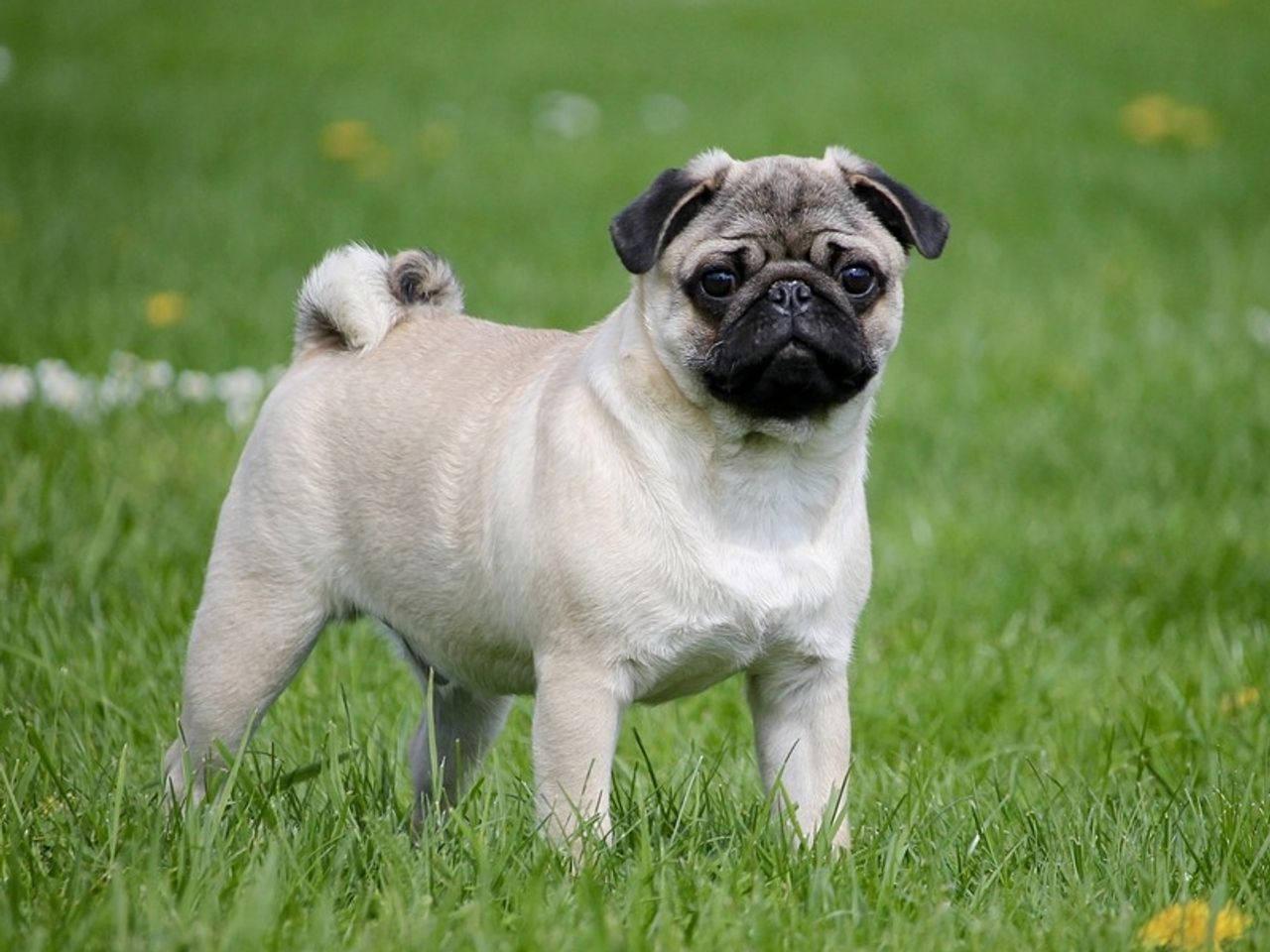 Pug 1