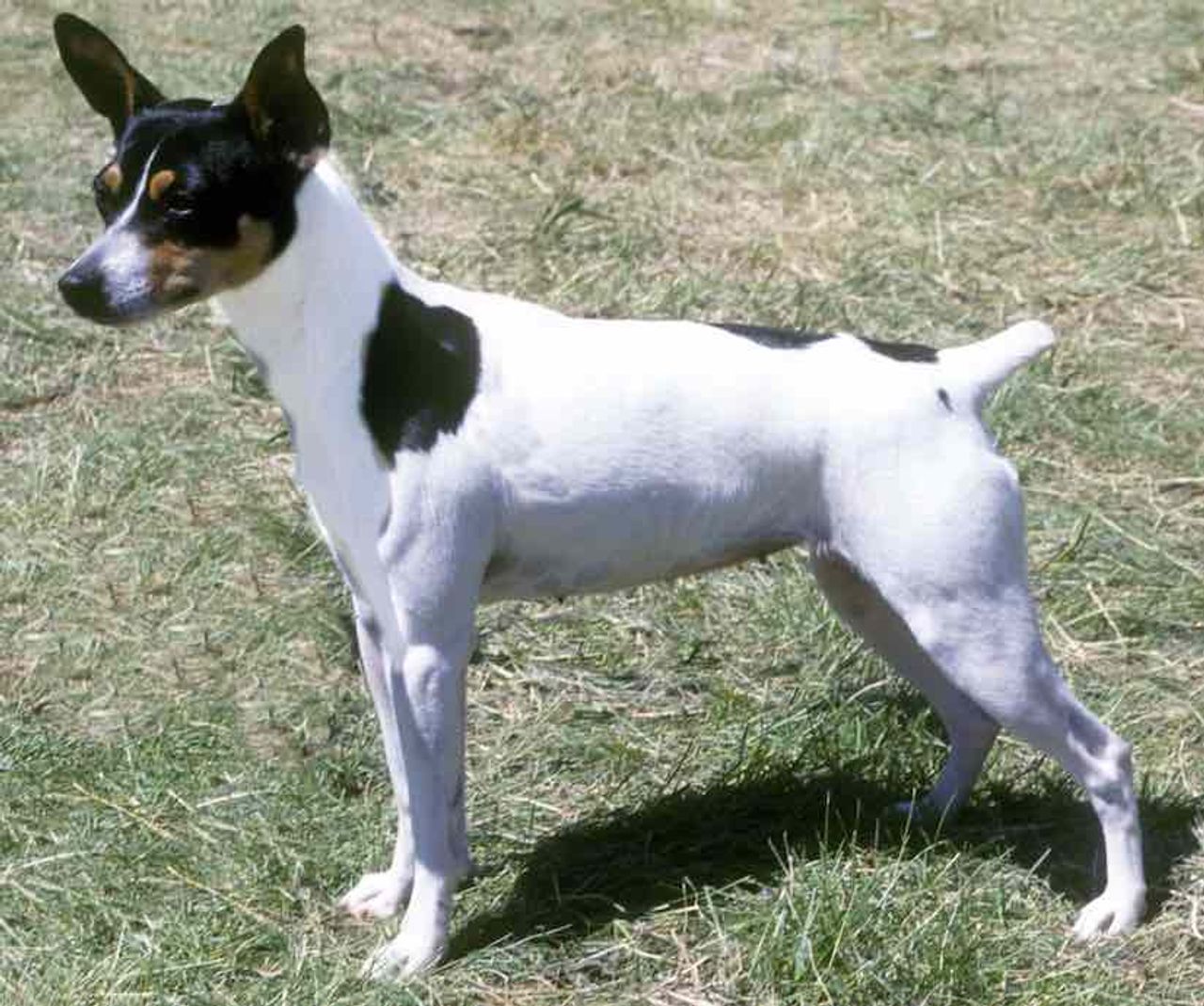 Rat Terrier 1