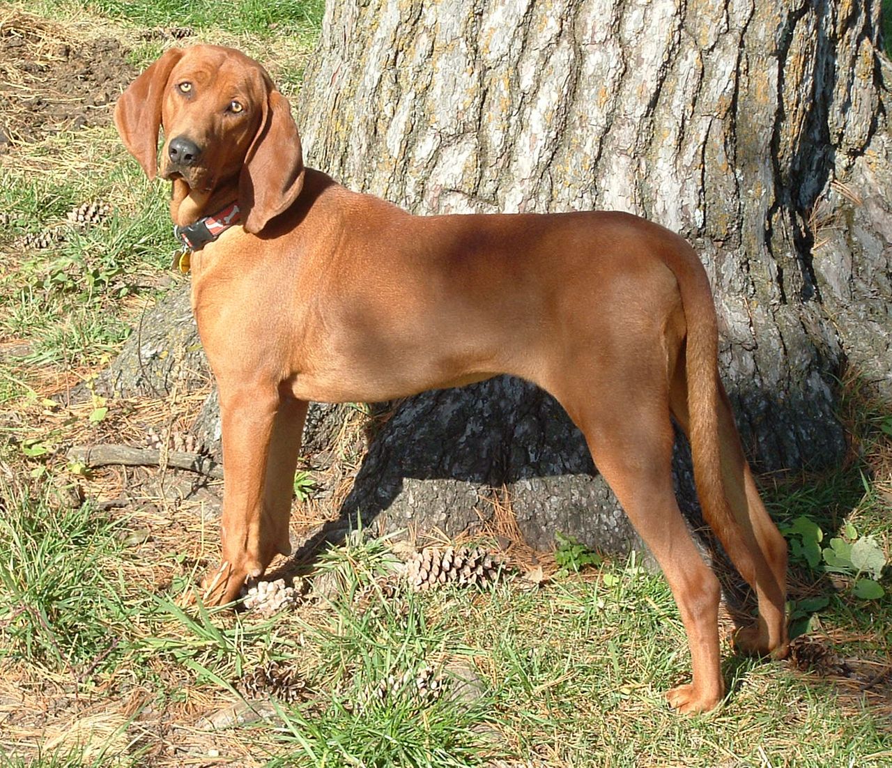 Redbone Coonhound 1