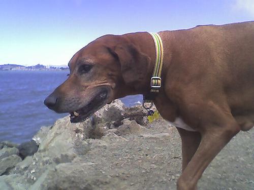 Rhodesian Ridgeback