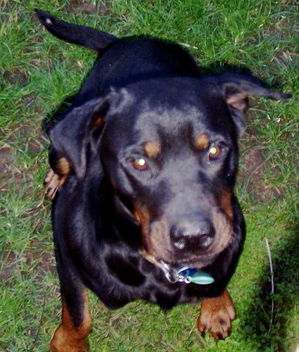 Rottweiler 1