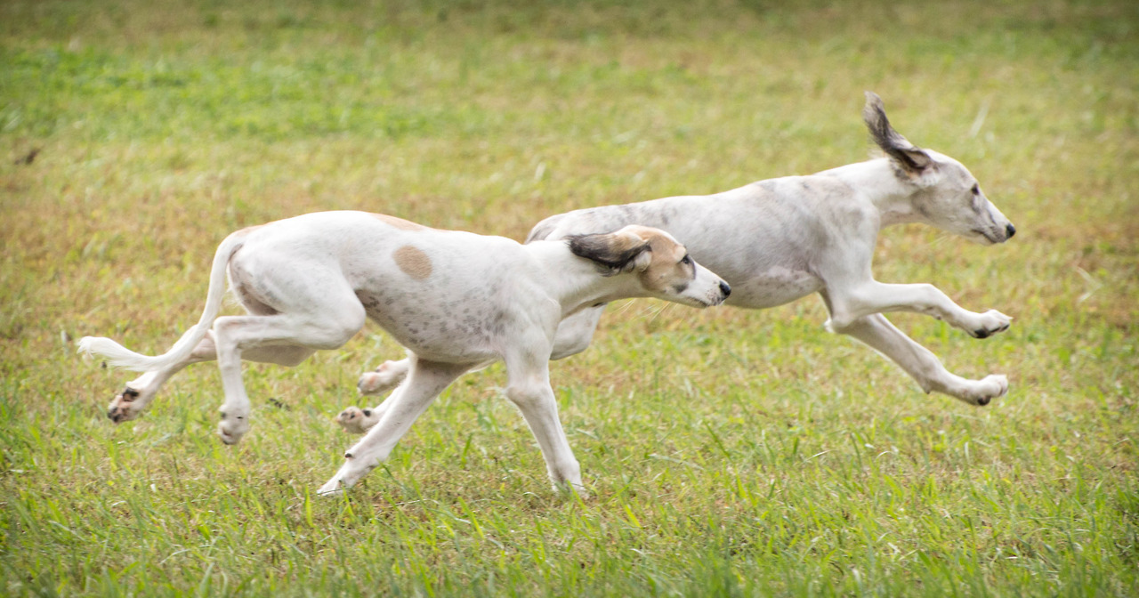 Saluki 1