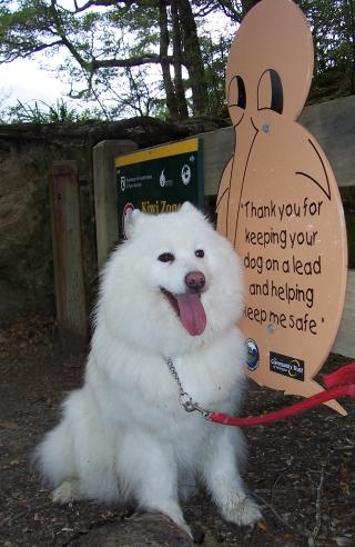 Samoyed 1