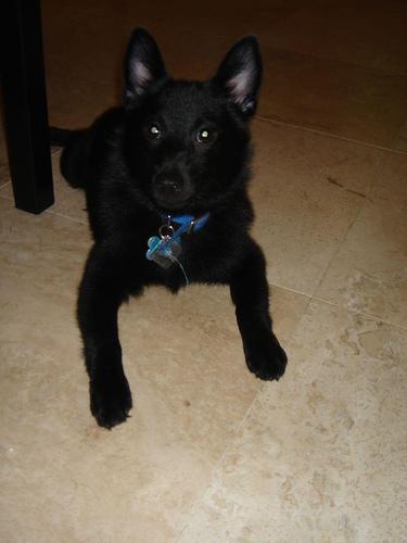 Schipperke