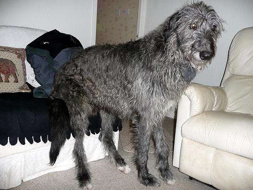 Scottish Deerhound 1