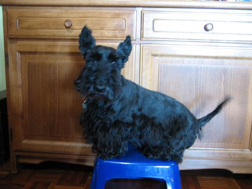 Scottish Terrier