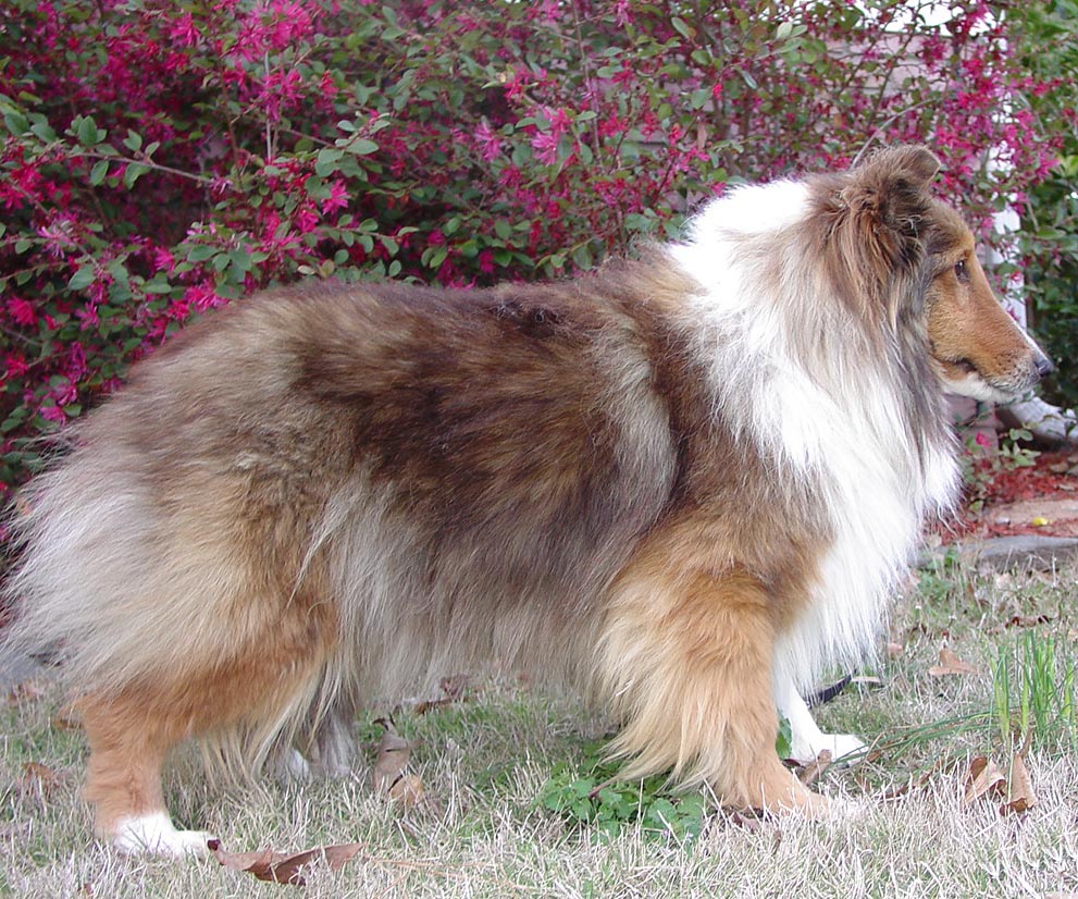 Shetland Sheepdog 1